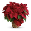 

The red poinsettia has been a holiday favorite for generations&hellip;and for a