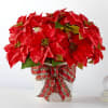 Poinsettias make any home feel ready for the holidays with their classic
