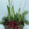 Our potted Amaryllis plants are sent out in the early stages of