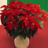 Our LARGE RED POINSETTIA PLANT comes in an attractive wicker basket with