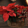 A basket of two Poinsettia plants trimmed with Port Oxford Cedar and