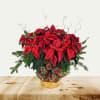 Dressed poinsettia in a basket with swirly glitter picks, pine ones, and