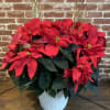 This beautiful red Poinsettia is trimmed with Port Oxford Cedar and adorned