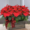 Poinsettias make any home feel ready for the holidays with their classic