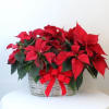 Poinsettias make any home feel ready for the holidays with their classic