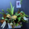 2 Amaryllis plants, holiday greens, pine cone, ribbon, bauble.