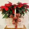 The traditional holiday blooming plant, a Christmas Poinsettia with its deep red