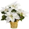 A gilded white poinsettia plant is presented in a stunning gold-covered grower