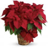 The red poinsettia has been a holiday favorite for generations&hellip;and for a