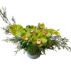 Green cymbidium orchids, dianthus and anthurium designed in a white pot with
