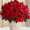 The traditional holiday blooming plant, a Christmas Poinsettia with its dark leaves
