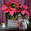 Beautiful red poinsettia planter delivered in a handmade wooden box painted with