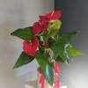 A gorgeous red Anthurium in a leafy ceramic pot, decorated with a