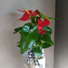 Beautiful and red this Anthurium is indeed! Just gorgeous.
NOT pet friendly