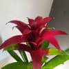 Low maintenance, striking burgundy bromeliad potted in a decorative black ceramic container.