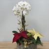 Tall, white Phalaenopsis orchids, combined with two poinsettias and decorated by tinted
