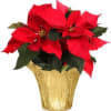 Poinsettias make any home feel ready for the holidays with their classic