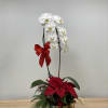 Isn&#039;t it gorgeous? It&#039;s a combination of a white cascading orchid and