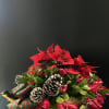 A Beautiful holiday plant basket, filled with Christmas cactus, Kalanchoe, and Red