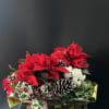 A Beautiful Variety of Holiday plants, Poinsettia, Christmas cactus, and Cyclamen in