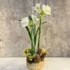 An elegant and festive planting of white amaryllis accented with white branches