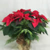 Our medium size Poinsettia measures about 2&#039; by 2&#039; and is designed