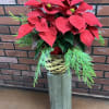 A holiday tradition! Beautiful poinsettia plant with fresh holiday greens