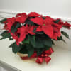 Two beautiful poinsettia plants in a wicker basket. The perfect gift this