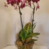 A beautiful Phalaenopsis double stem orchid with a lovely Croton featured in