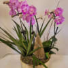 Four stems of a varigated Phalaenopsis orchids featured in a round gold