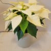 A lovely white poinsettia featured in a moss green ceramic container. 
