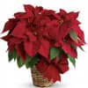 The red poinsettia has been a holiday favorite for generations&hellip;and for a