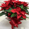 Vivid red poinsettia wrapped in foil and lace. Trimmed with a matching