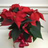 Beautiful poinsettia plant in a white basket, accented with a red bow.
