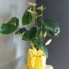  Beautiful Anthurium with white and green blooms. Decorated with yellow accents