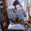 This phalaenopsis orchid plant is a double stem orchid with Christmas ornaments