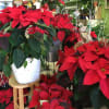 Stunning and Gorgeous!!!
Assorted Poinsettia Plants in baskets or decorative pots, 