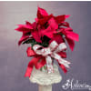 A symbol of the season, poinsettias represent good will toward your community.