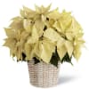 Our White Poinsettia is ready to make dreams of winter white holidays