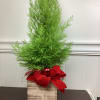 Enjoy this Natural Cypress tree contained in a natural wooden box. Keep