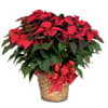 This potted pointsettia is EXTRA large and EXTRA fancy! Great size and