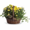 This delightful basket holds a plethora of sunny yellow flowering plants! So