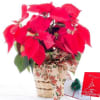 -6 inches red poinsettia plant
-holiday ribbon
-hand-crafted basket
-Large christmas pop-up enclosure card
-same-day delivery