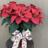 Celebrate a Christmas tradition with a stunning large red poinsettia 