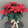 Celebrate a Christmas tradition with a Beautiful red poinsettia 