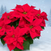 Nothing says Christmas quite like a beautiful poinsettia. Their vibrant colors and