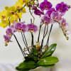 3 double bloom different colors of orchids in a nice ceramic pot