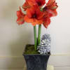 Amaryllis plant in black contemporary container with two stunning pinecones