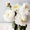 Like a cloud-kissed dream, this luminous arrangement of pure white peonies evokes