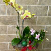 Fresh Orchids and Christmas Cactus Plant in a high-quality wooden basket! Decorated